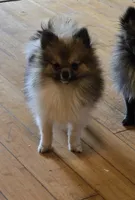 Mocha under 3#, a female Pomeranian for sale in Tennessee, TN – 4 of 8