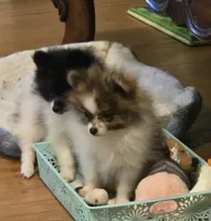 Princess sassy pants, a female Pomeranian for sale in Tennessee, TN – 2 of 9