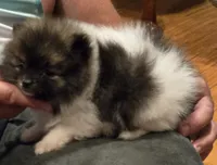 Necko, a male Pomeranian for sale in Tennessee, TN – 8 of 10