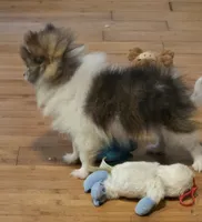 Princess sassy pants, a female Pomeranian for sale in Tennessee, TN – 3 of 9