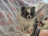 Princess sassy pants, a female Pomeranian for sale in Tennessee, TN – 5 of 5