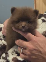 Coco Chanel Tiny, a female Pomeranian for sale in Tennessee, TN – 4 of 7