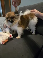 TINY MOCHA under 3#, a female Pomeranian for sale in Tennessee, TN – 6 of 10