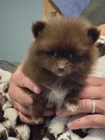 Coco Chanel Tiny, a female Pomeranian for sale in Tennessee, TN – 1 of 7