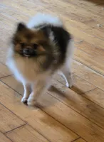 Mocha under 3#, a female Pomeranian for sale in Tennessee, TN – 3 of 8