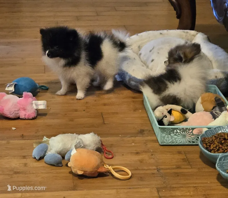 Smudge – Pomeranian puppy for sale in Tennessee, TN