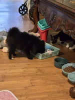 Bo, a male Pomeranian for sale in Tennessee, TN – 8 of 8