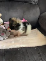 Super Tiny, a female Pomeranian for sale in Tennessee, TN – Photo 7 of 9