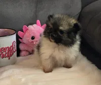 Super Tiny, a female Pomeranian for sale in Tennessee, TN – Photo 1 of 9