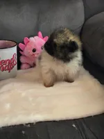 Super Tiny, a female Pomeranian for sale in Tennessee, TN – Photo 5 of 9