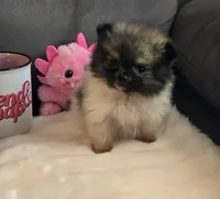 Super Tiny, a female Pomeranian for sale in Tennessee, TN – Photo 3 of 9