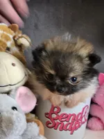 Super Tiny, a female Pomeranian for sale in Tennessee, TN – Photo 9 of 9