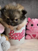 Super Tiny, a female Pomeranian for sale in Tennessee, TN – Photo 6 of 9