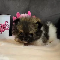 Super Tiny, a female Pomeranian for sale in Tennessee, TN – Photo 8 of 9