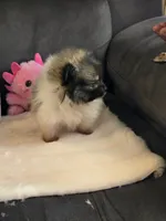 Super Tiny, a female Pomeranian for sale in Tennessee, TN – Photo 4 of 9