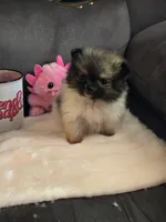 Super Tiny, a female Pomeranian for sale in Tennessee, TN – Photo 2 of 9