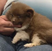 Luca, a male Pomeranian for sale in Tennessee, TN – 2 of 8
