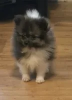 Mercedes , a female Pomeranian for sale in Tennessee, TN – 2 of 8