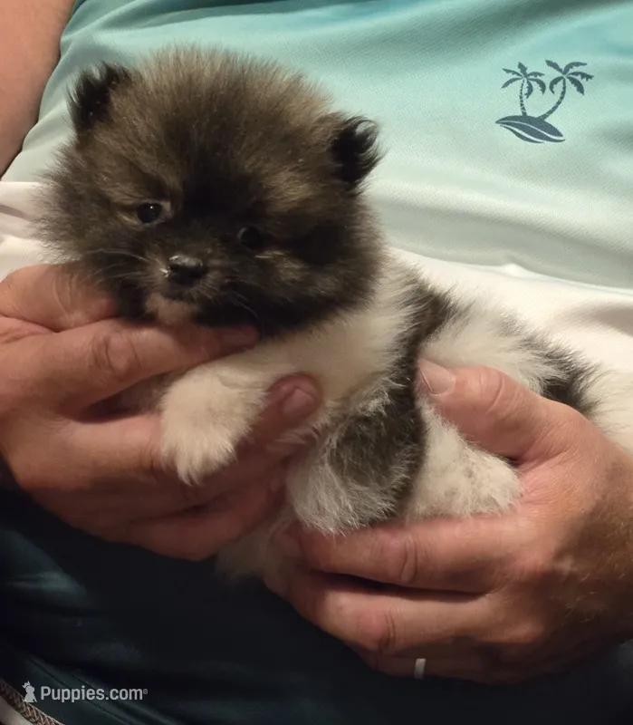 Necko – Pomeranian puppy for sale in Tennessee, TN