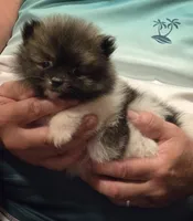Necko, a male Pomeranian for sale in Tennessee, TN – 1 of 10