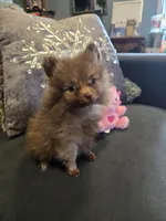 Carmel , a female Pomeranian for sale in Tennessee, TN – Photo 5 of 6