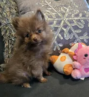 Carmel , a female Pomeranian for sale in Tennessee, TN – Photo 3 of 6