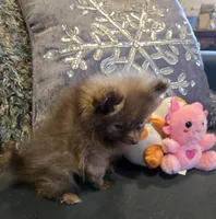 Carmel , a female Pomeranian for sale in Tennessee, TN – Photo 4 of 6