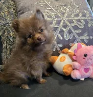 Carmel , a female Pomeranian for sale in Tennessee, TN – Photo 2 of 6