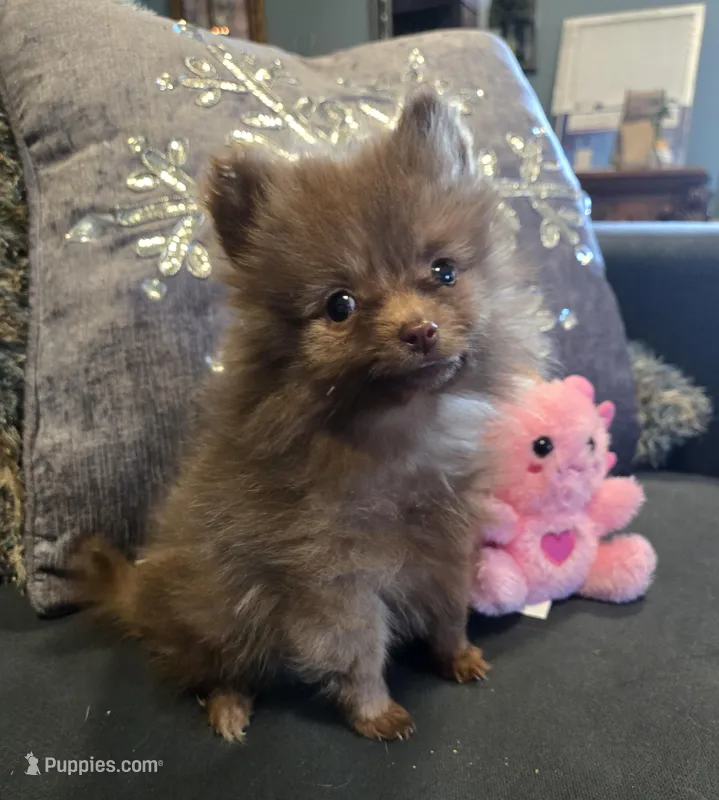 Carmel  – Pomeranian puppy for sale in Tennessee, TN