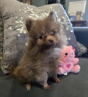 Carmel , a female Pomeranian for sale in Tennessee, TN – Photo 1 of 6