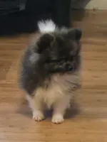 Tiny Mercedes , a female Pomeranian for sale in Tennessee, TN – 5 of 8