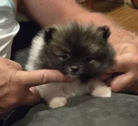 Necko, a male Pomeranian for sale in Tennessee, TN – 7 of 10