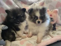 Princess sassy pants, a female Pomeranian for sale in Tennessee, TN – 3 of 5