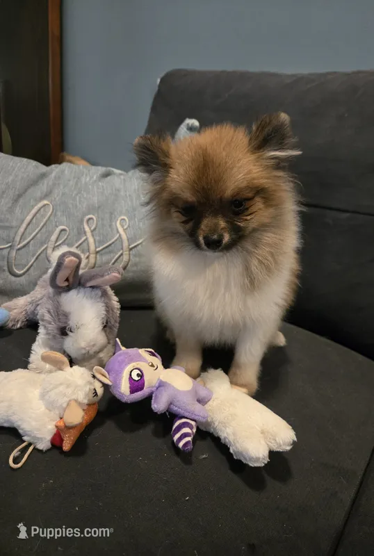 TINY MOCHA under 3# – Pomeranian puppy for sale in Tennessee, TN