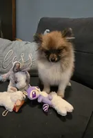 TINY MOCHA under 3#, a female Pomeranian for sale in Tennessee, TN – 1 of 10