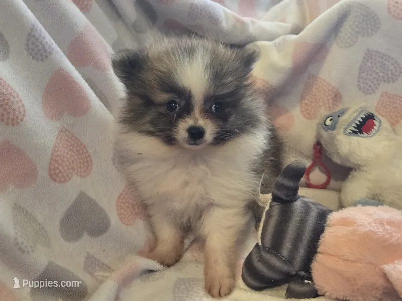 Princess sassy pants – Pomeranian puppy for sale in Tennessee, TN