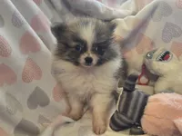 Princess sassy pants, a female Pomeranian for sale in Tennessee, TN – 1 of 5