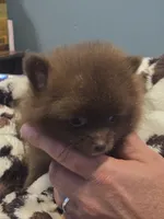 Coco Chanel Tiny, a female Pomeranian for sale in Tennessee, TN – 6 of 7