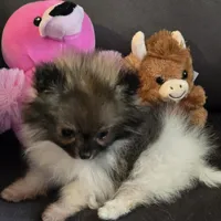 Candace Tiny, a female Pomeranian for sale in Tennessee, TN – Photo 7 of 8