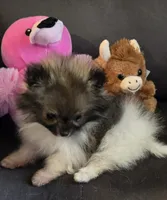 Super Tiny, a female Pomeranian for sale in Tennessee, TN – Photo 6 of 7