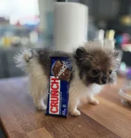 Candace Tiny, a female Pomeranian for sale in Tennessee, TN – Photo 6 of 8