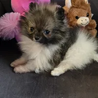 Candace Tiny, a female Pomeranian for sale in Tennessee, TN – Photo 5 of 8