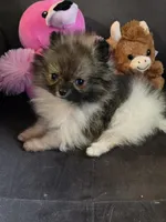 Super Tiny, a female Pomeranian for sale in Tennessee, TN – Photo 5 of 7