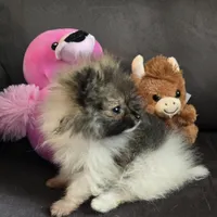 Candace Tiny, a female Pomeranian for sale in Tennessee, TN – Photo 3 of 8