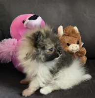 Super Tiny, a female Pomeranian for sale in Tennessee, TN – Photo 3 of 7