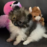 Candace Tiny, a female Pomeranian for sale in Tennessee, TN – Photo 1 of 8