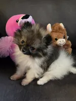 Super Tiny, a female Pomeranian for sale in Tennessee, TN – Photo 1 of 7