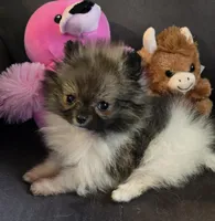 Super Tiny, a female Pomeranian for sale in Tennessee, TN – Photo 2 of 7