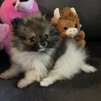 Candace Tiny, a female Pomeranian for sale in Tennessee, TN – Photo 8 of 8