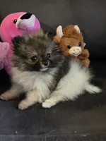 Super Tiny, a female Pomeranian for sale in Tennessee, TN – Photo 7 of 7